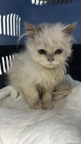 Boğaziçi Veteriner Kliniği foto 1