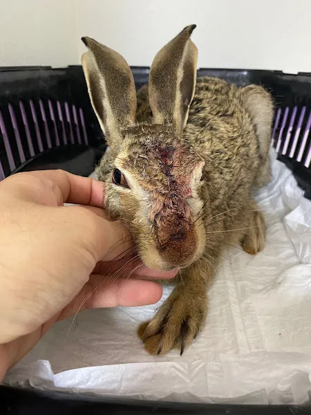 Vethoven Veteriner Kliniği Karşıyaka foto 2