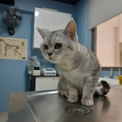 Koi Veteriner Kliniği