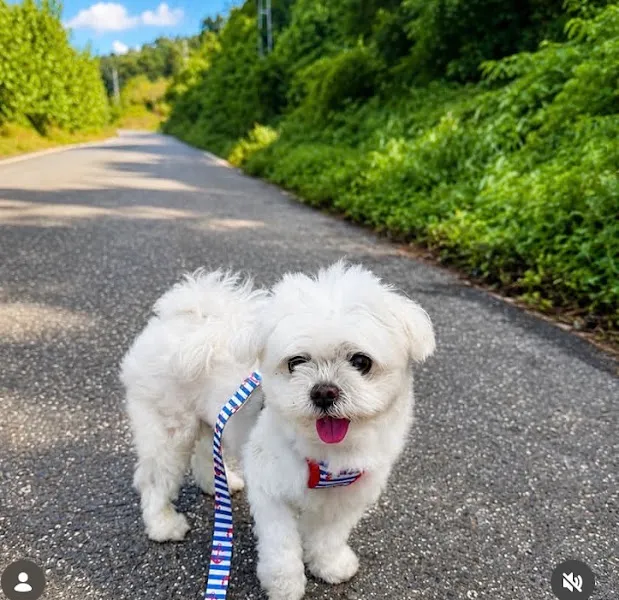 Elit Yavru - Petworld | Köpek Eğitimi | Köpek Oteli ve Pansiyonu foto 2