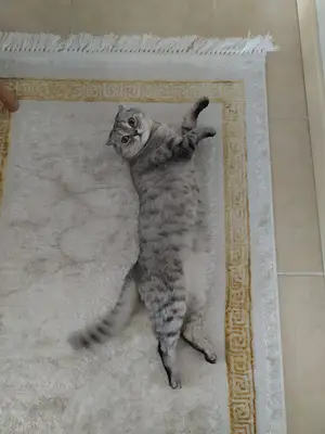 ÖZEL TURGUTLU VETERİNER KLİNİĞİ