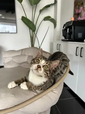Kennedy Veteriner Kliniği Bakırköy