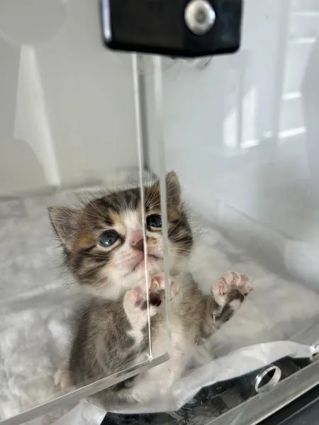 Kennedy Veteriner Kliniği Bakırköy foto 2