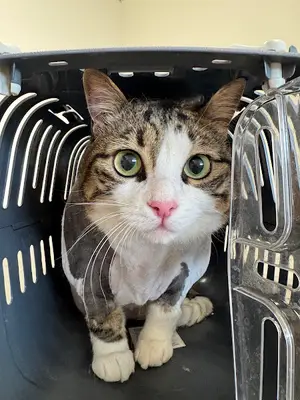 VetQ Veteriner Kliniği | UIukent | Menemen Veteriner fotoğrafı