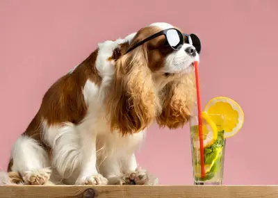 Pet Nation Veteriner Kliniği