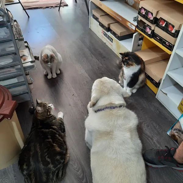 Eylül Pet Shop foto 2