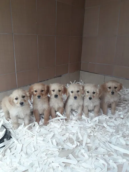 Akkuş üretim çiftliği foto 2
