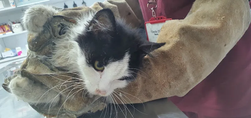 Mascote Veteriner Bornova foto 2
