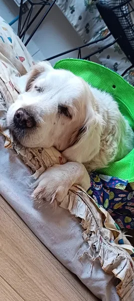 Özel Yakacık Veteriner Kliniği foto 2