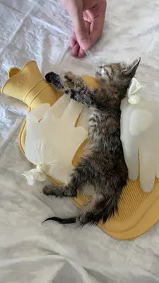 Aslan Veteriner Kliniği