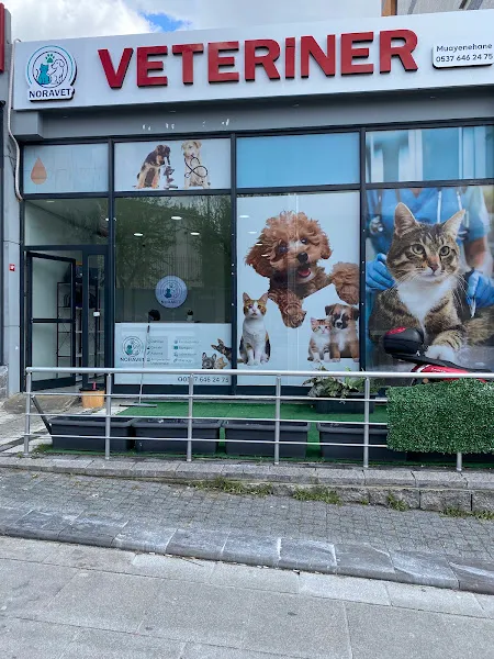 NORAVET( Bağcılar) Veteriner Muayenehanesi foto 2
