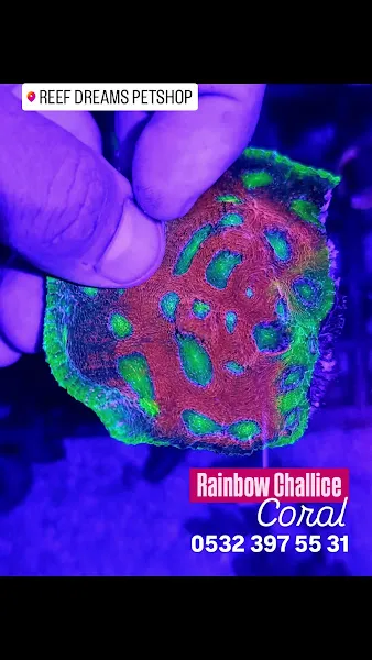 REEF DREAMS AKVARYUM foto 2