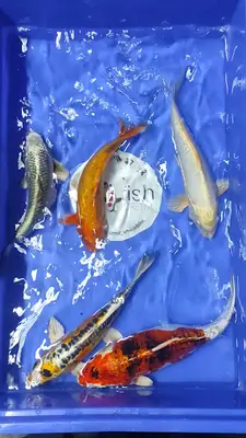 Koi fish İzmir ebinç