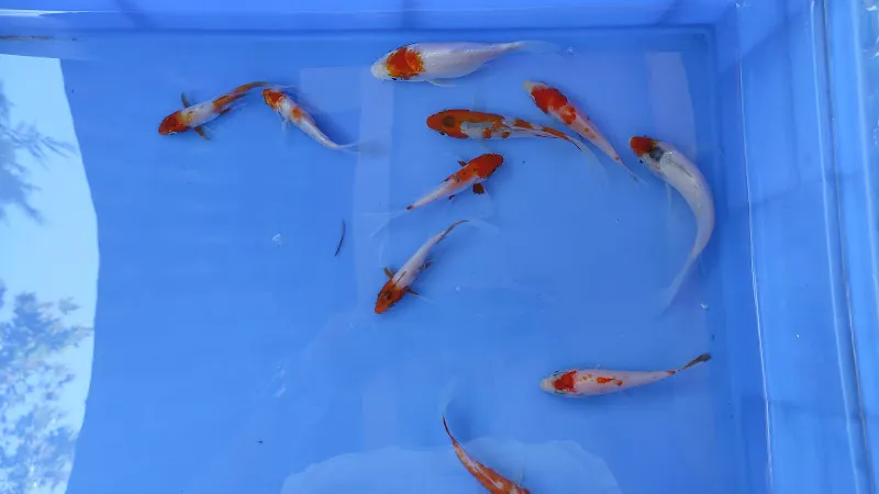 Koi fish İzmir ebinç foto 2