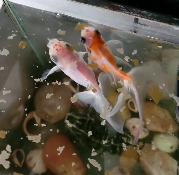Tusumu Petshop foto 2