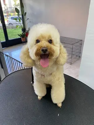 Pawsome Grooming Studio & Pet Kuaför fotoğrafı