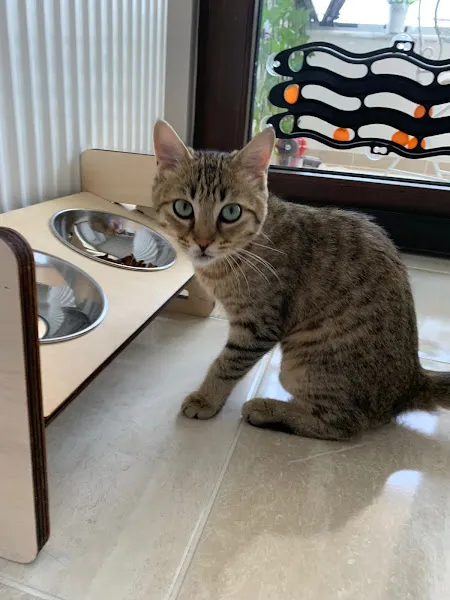 ATMACA Veteriner Kliniği foto 2