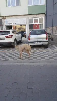 Suvet Veteriner