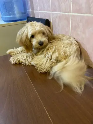 PetClup