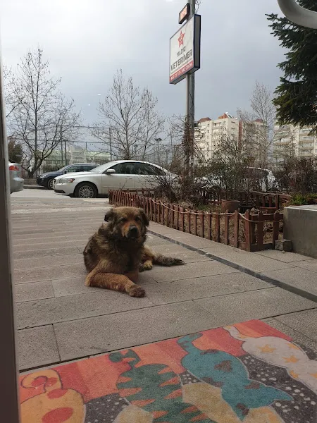Yıldız Veteriner Kliniği foto 2