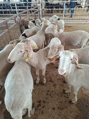 Nazilli Belediyesi Hayvan Pazarı