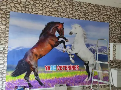 paşa veteriner kliniği