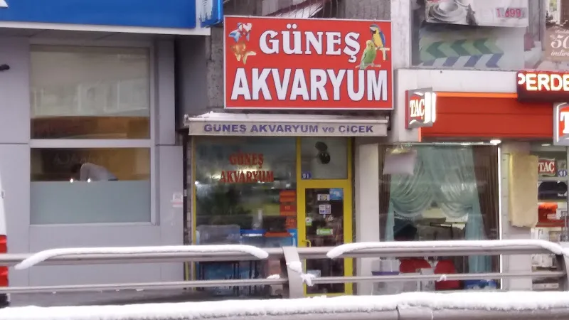 Güneş Akvaryum foto 2
