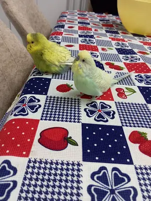 Kuş Evi Pet Shop