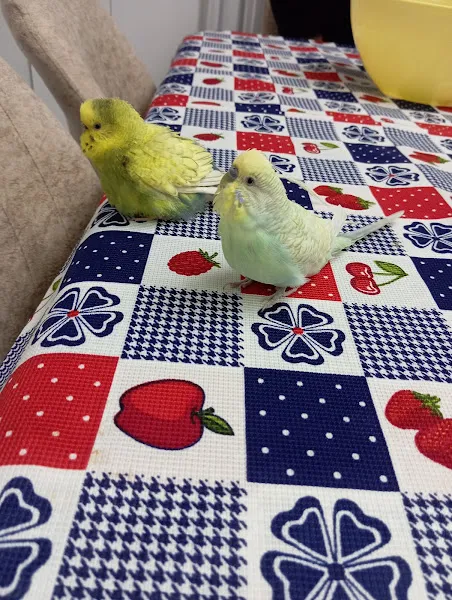 Kuş Evi Pet Shop foto 1