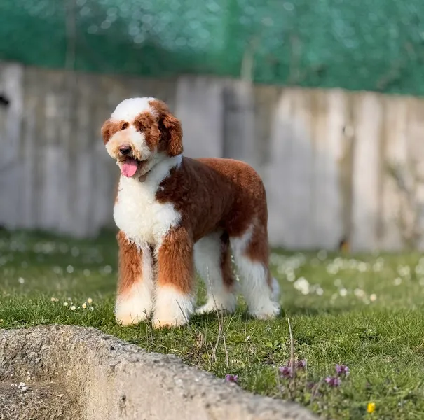 Vogue pet foto 1