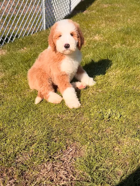 Vogue pet foto 2