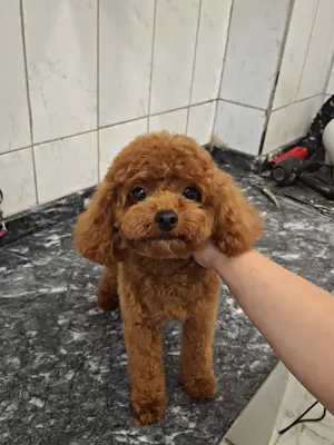 Pet Kuaför PatiPeri