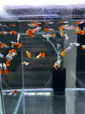 Sare Akvaryum Petshop