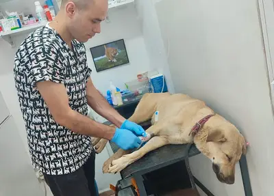 Gümüş Veteriner Kliniği