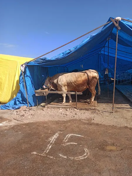 Yıldızeli Hayvan ve Mal Pazarı foto 2