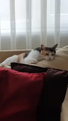 Şişli Veteriner Kliniği