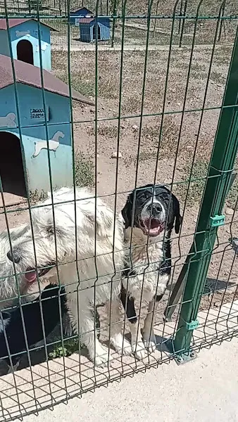 Çanakkale Belediyesi Sokak Hayvanları Geçici Tedavi ve Rehabilitasyon Merkezi foto 2