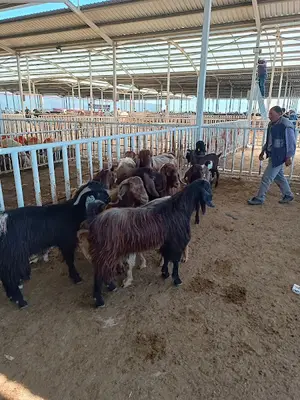 Aksaray Canlı hayvan pazarı
