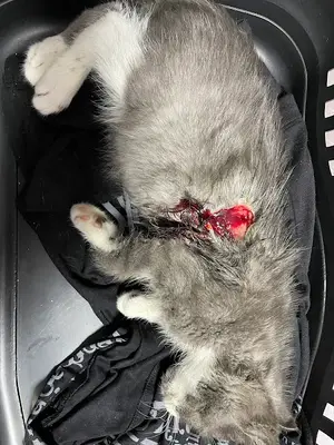 Albayrak Veteriner Kliniği