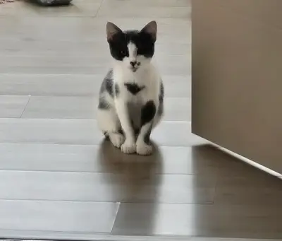 Adana Veteriner Kliniği PetBoss Sarıçam