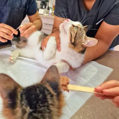 Bolluca Veteriner Kliniği