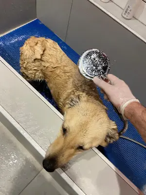 Samsun MediPET Veteriner Kliniği