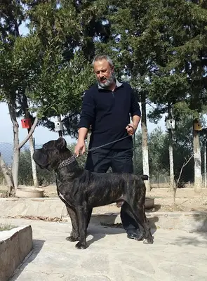 Guardia Turca Köpek Çiftliği Eğitim ve Pansiyon fotoğrafı