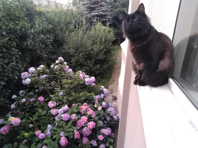 Esenler Belediyesi Veteriner İşleri Şefliği