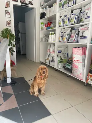 Gölhisar Canvet Veteriner Kliniği