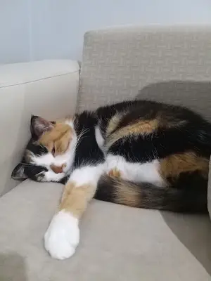 Felis Kedi Oteli Ankara fotoğrafı