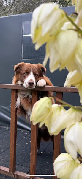 Ali Yeşilırmak Dog Academy foto 1