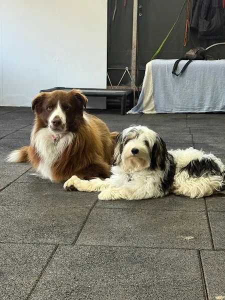 Ali Yeşilırmak Dog Academy foto 2