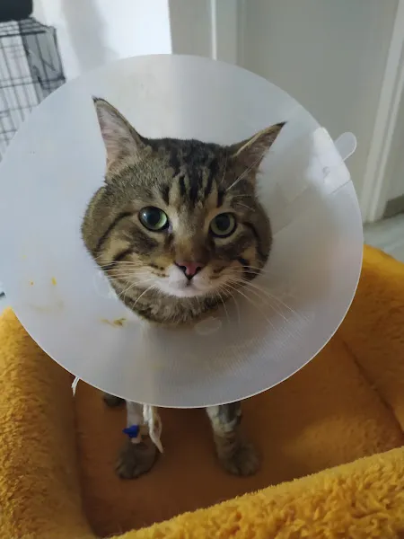 Vetpati's Veteriner Kliniği foto 2