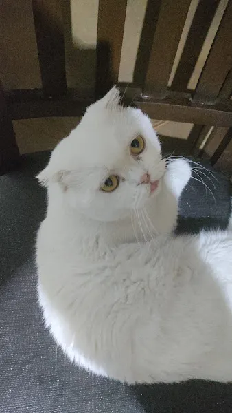 Baykuş Veteriner Kliniği/ Kuş Veteriner Kliniği foto 2